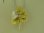 Photo2: K18YG DIA PENDANT (2)